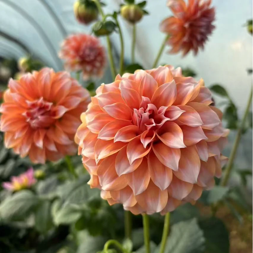 球型大丽花【奶油桃子】大丽花盆栽小巧玲珑花瓣层次多仙气飘飘