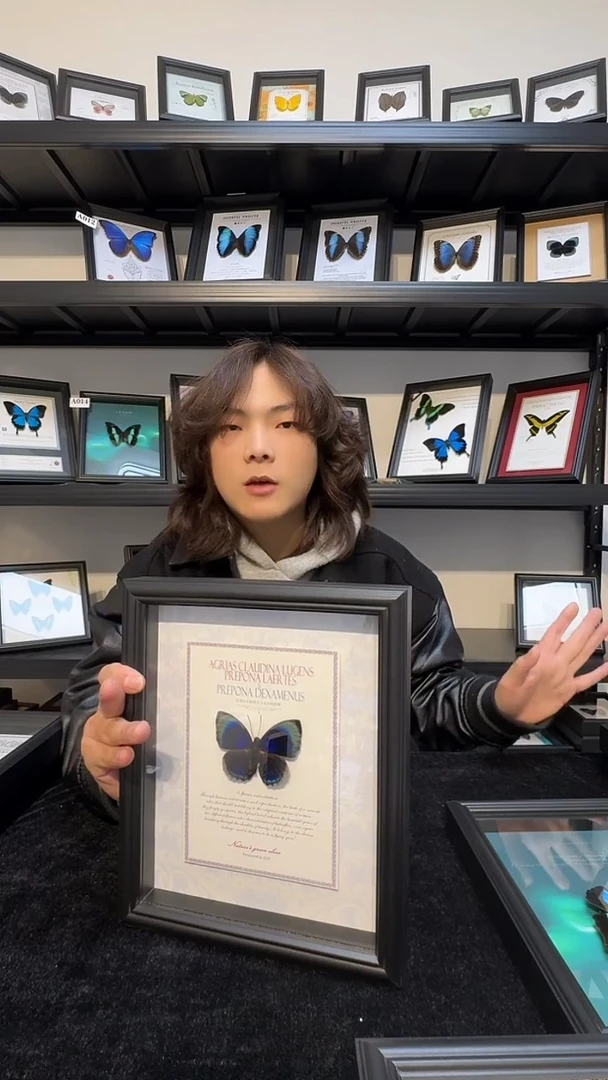 玻璃真实蝴蝶标本