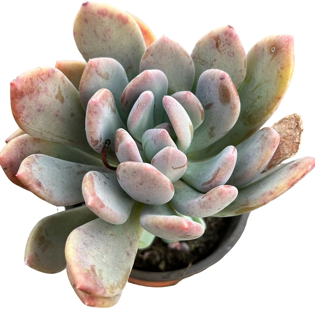 灰姑娘4盆带盆土 多肉植物室内绿植净化空气