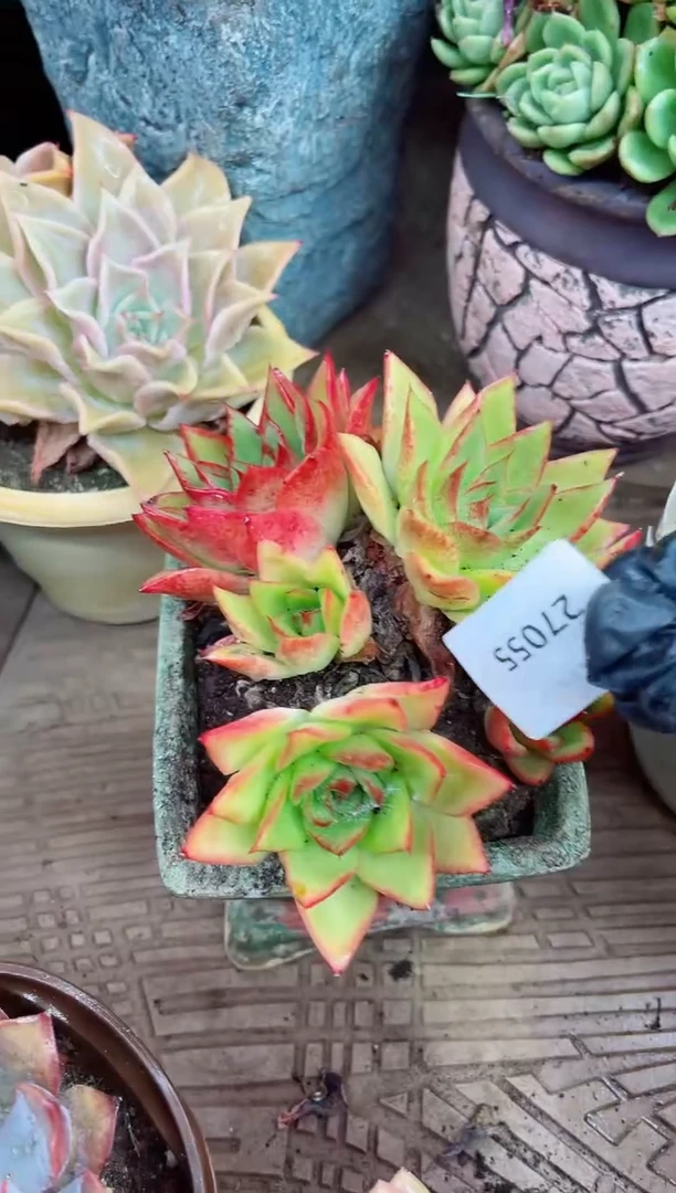丫*27055多肉植物一物一拍