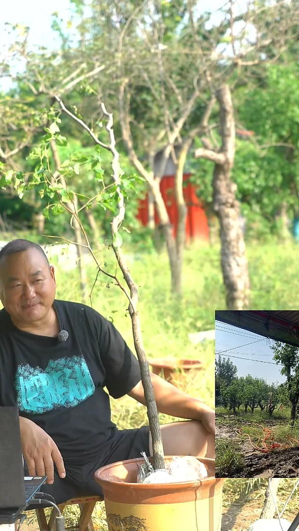 无花朵枣树枣树0006