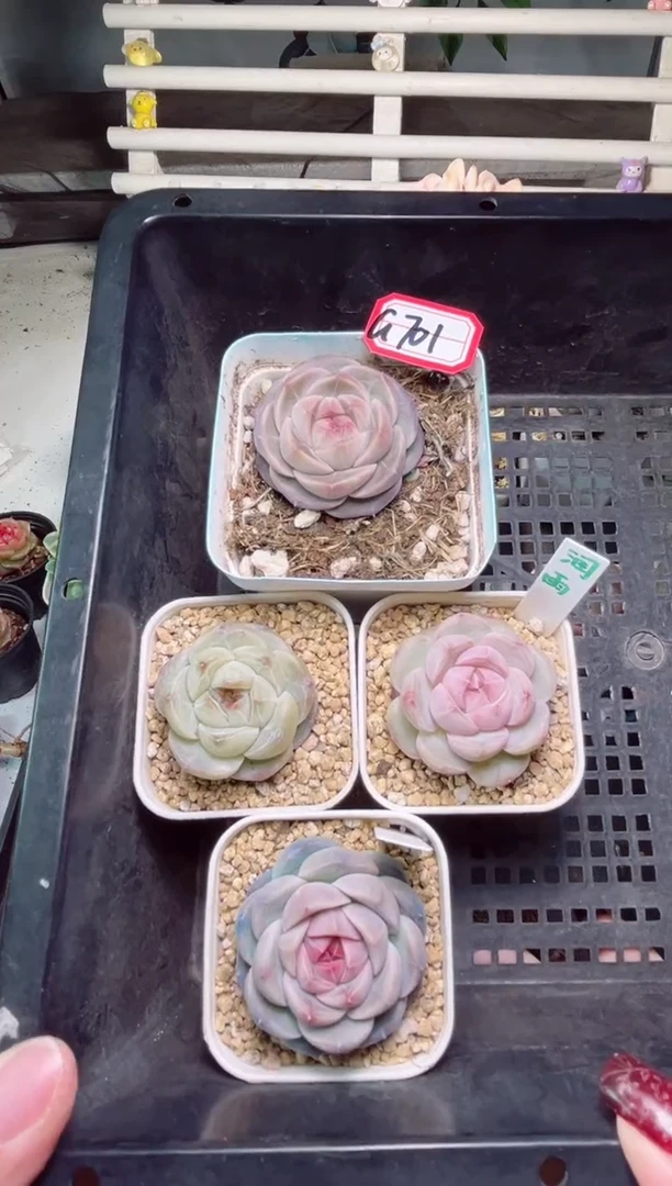 【闪购商品】G701闰土等一组