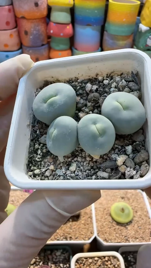 【闪购商品】25.1.16奶黄包充值