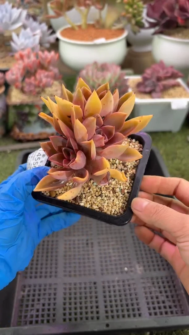 【闪购商品】14550