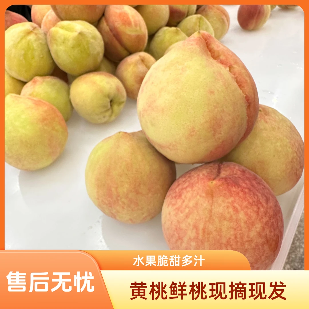水蜜桃黄桃鲜桃现摘现发水果脆甜多汁顺丰全国包邮
