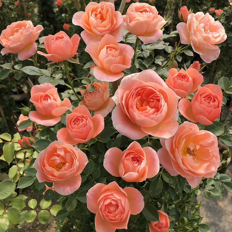 甜梦藤本月季花带花苞   发货阳台庭院爬藤植物玫瑰地栽 四季开花