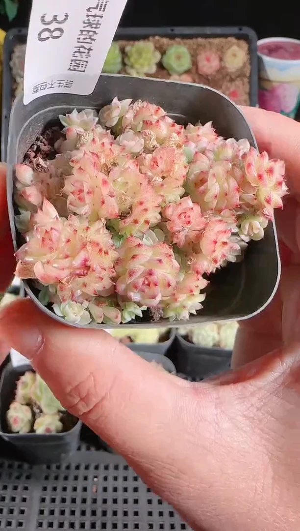 1128-38群生不包整