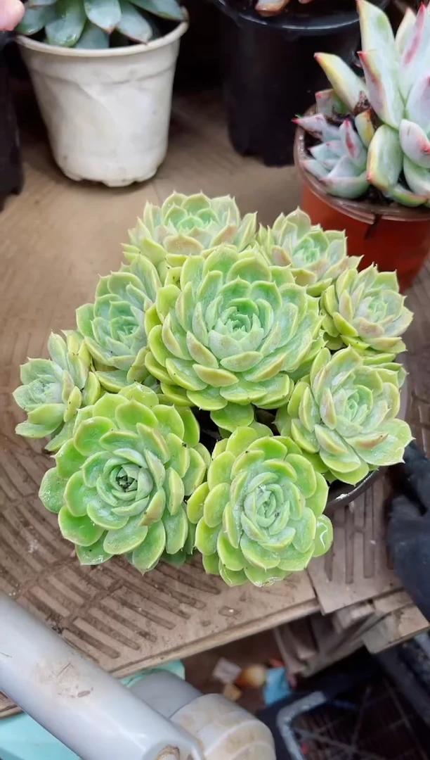 灵*15044多肉植物一物一拍