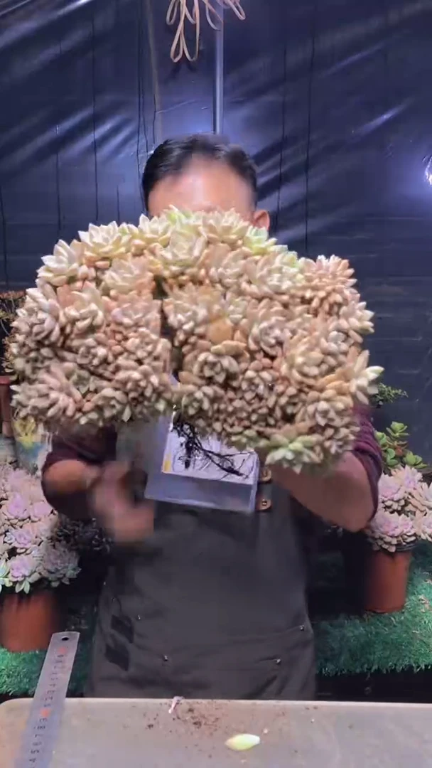 239淡雪缀化（一物一拍）微瑕