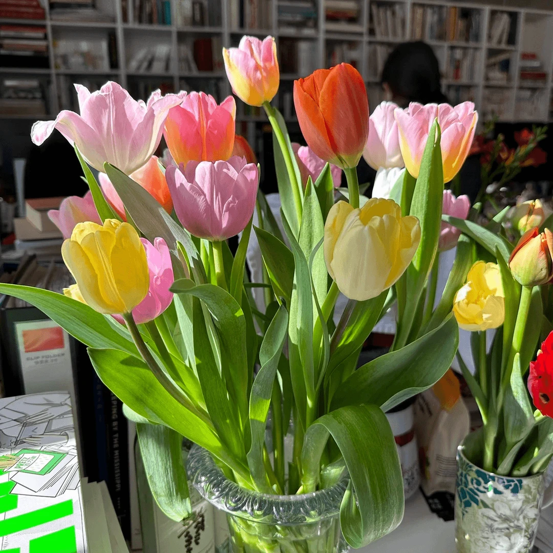 郁金香郁金香种球懒人进口耐寒水培植物郁金香水培器皿室内花卉