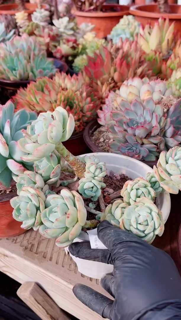 06078多肉植物一物一拍