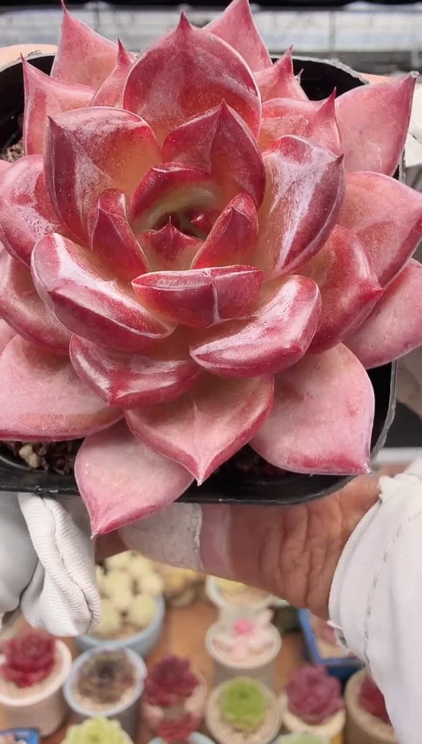 东云多肉园新款-289