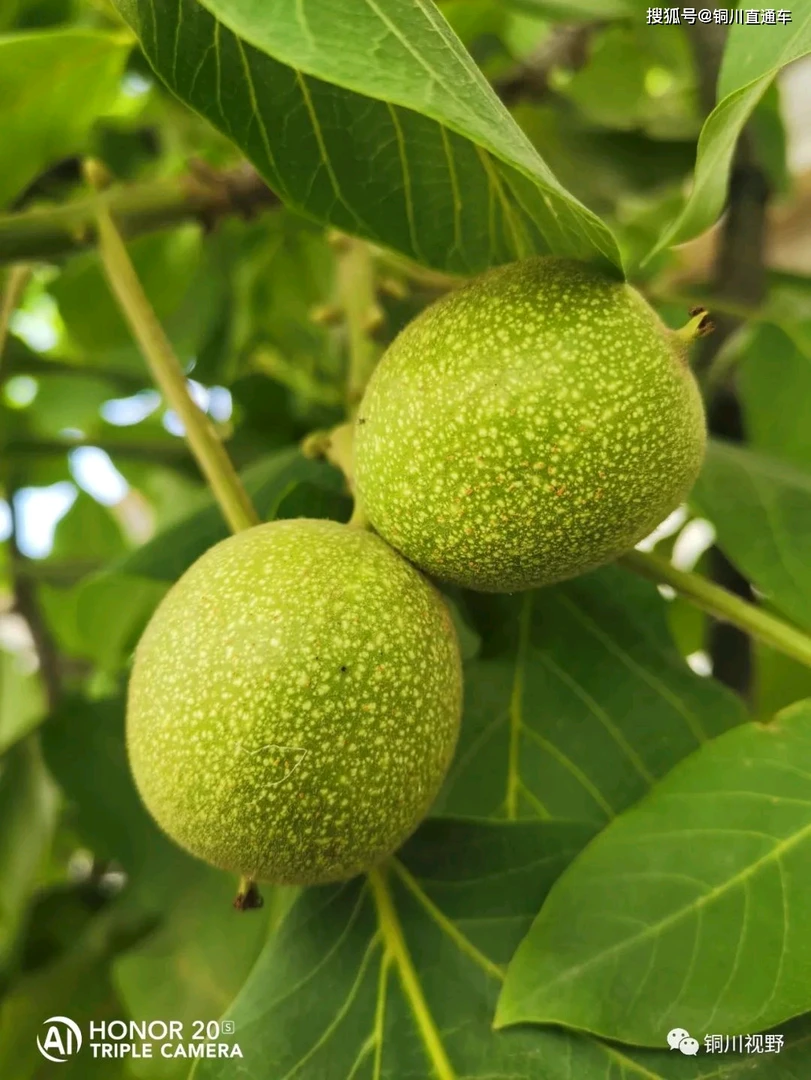 文玩【直播链接】私拍随机发