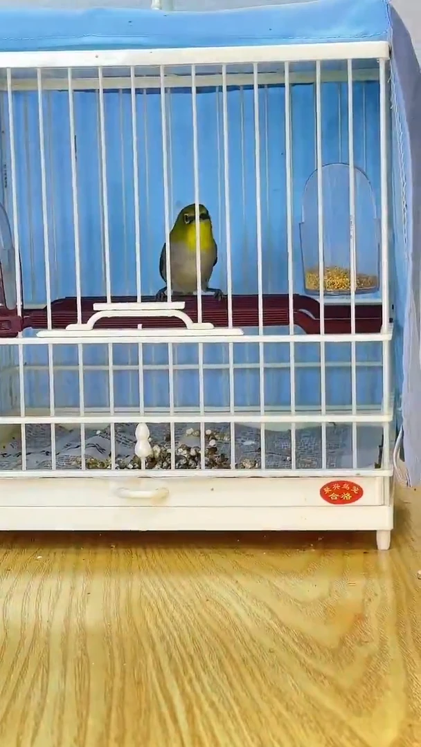 38号秀眼养笼0元养笼