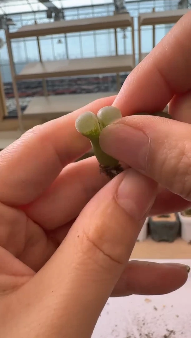 24-17多肉植物肉锥
