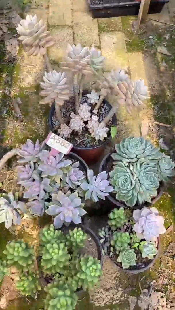 A562闪购清风花木兰多肉组合脱土发货