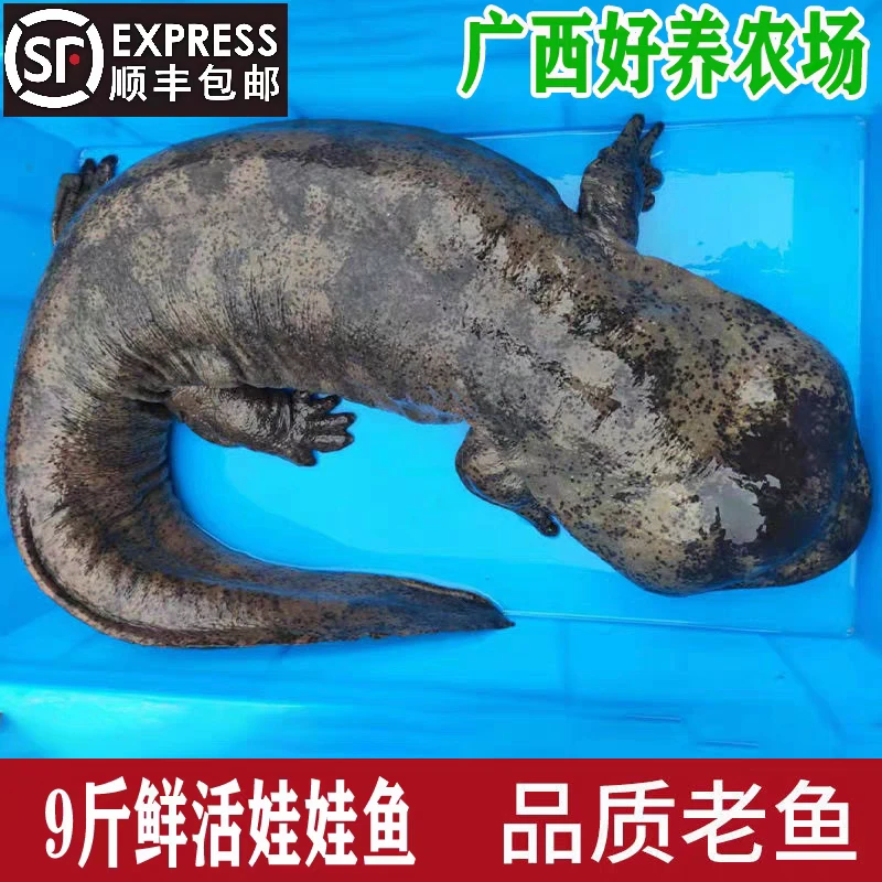 9斤一条娃娃鱼鲜活大鲵活体食用养殖场直发淡水冷水鱼顺丰包活