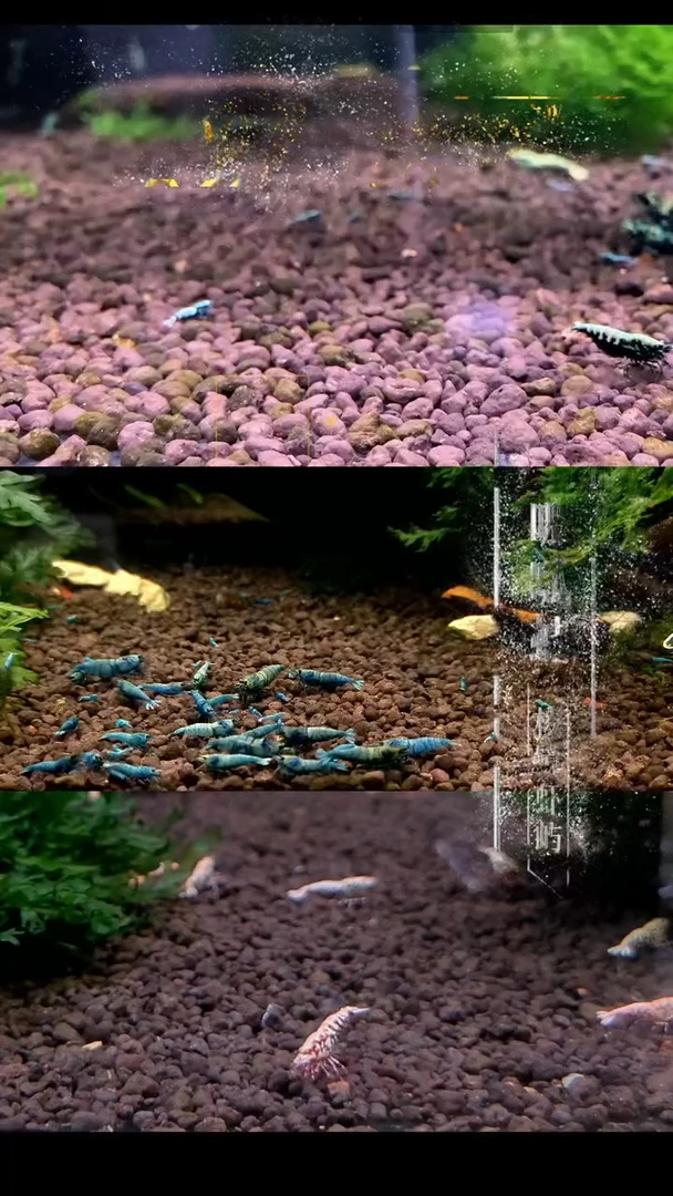 水晶虾水晶虾红花虎10只