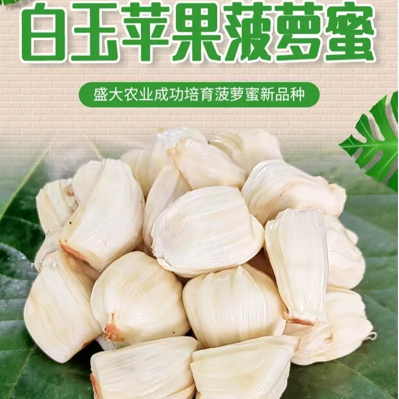 新品种白玉苹果菠萝蜜嫁接苗