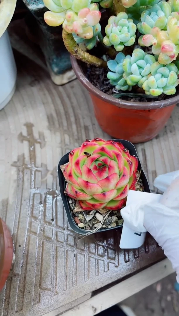 13007多肉植物一物一拍