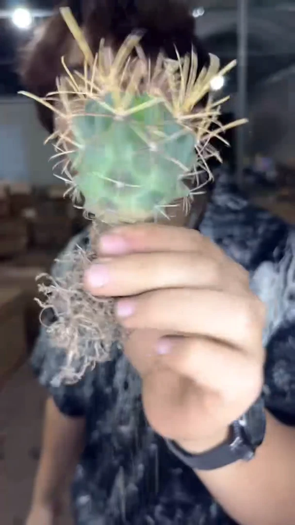 3颗 实生根 黑罗刹 4-6cm