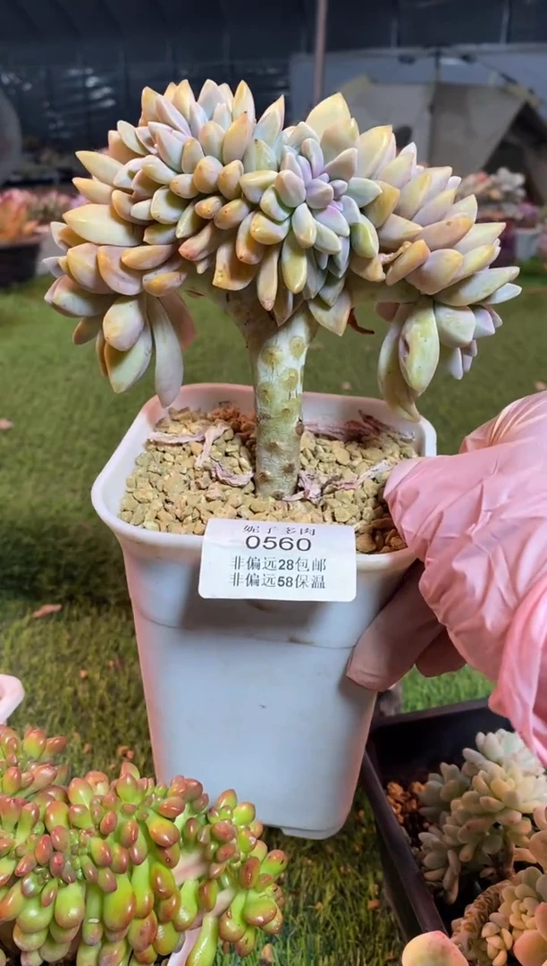 【闪购商品】0560a