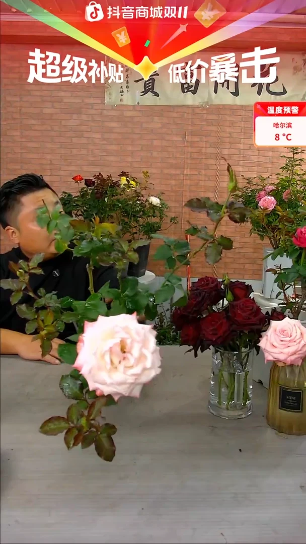 当前无花朵，栽培后可花朵乔伊斯