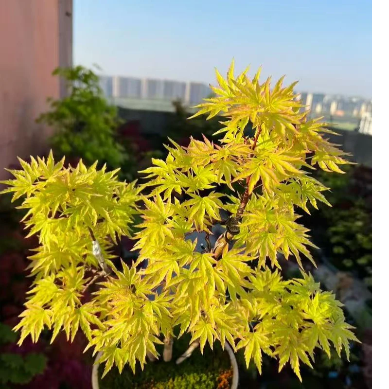 彩枫、约旦、新日笠、日笠山、舞孔雀、马里奥、夏金、琥珀