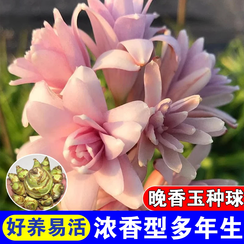 （升级母球带芽）粉色晚香玉浓香多年生阳台庭院室内外种植懒人种植