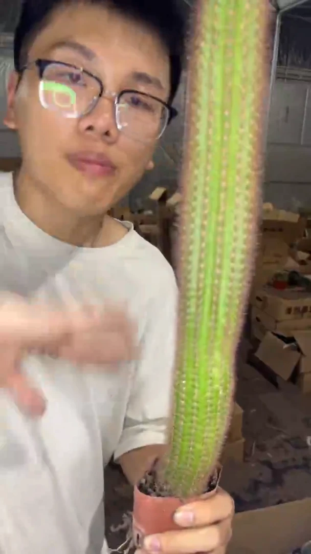 2颗 单头 大本 黄金妞【带根】