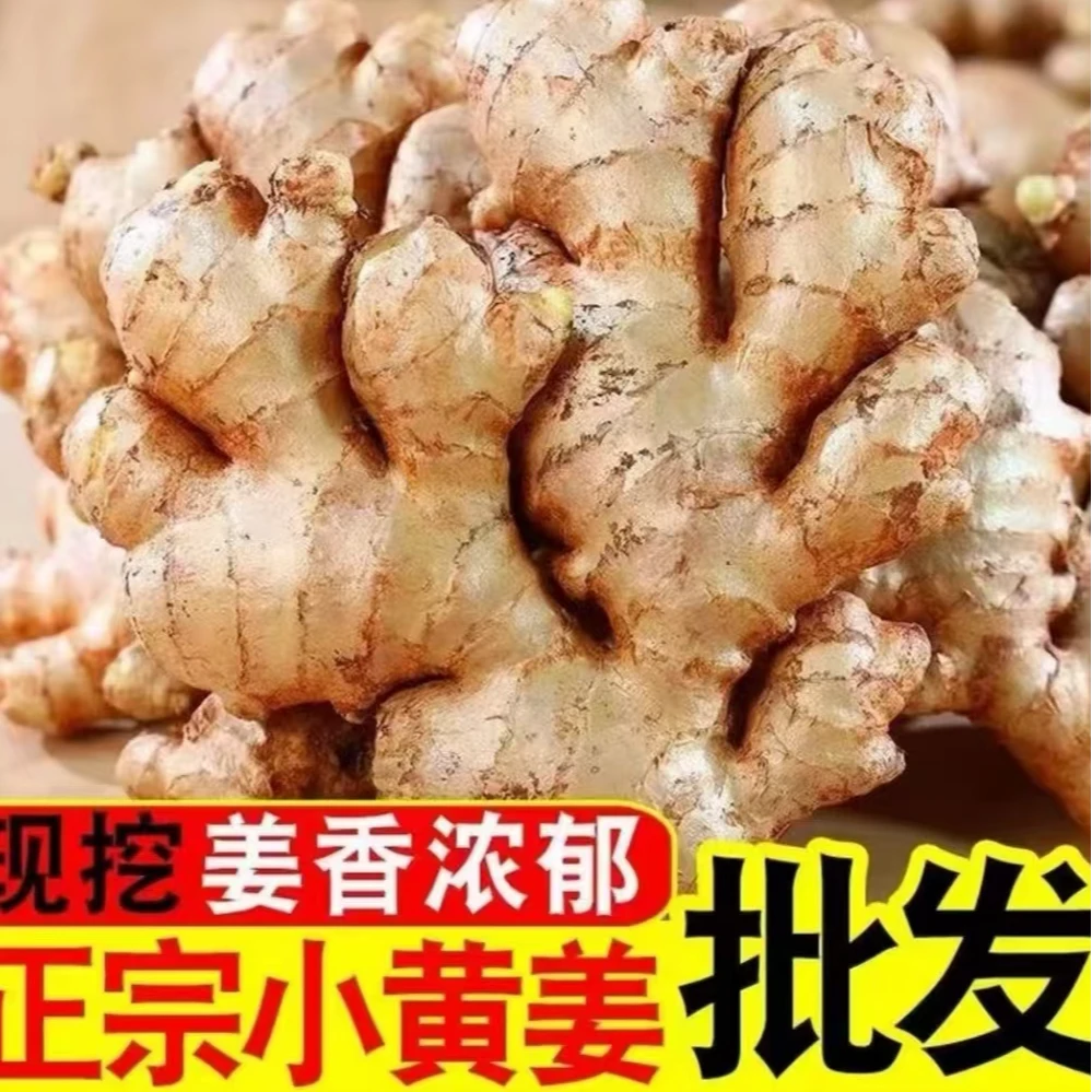 正宗高山小黄姜新鲜现挖山地种植老姜香味浓郁辛辣适中现发生姜
