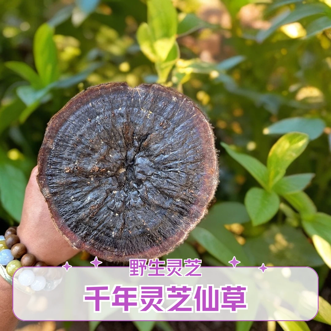 云南纯野生优质精选山货灵芝