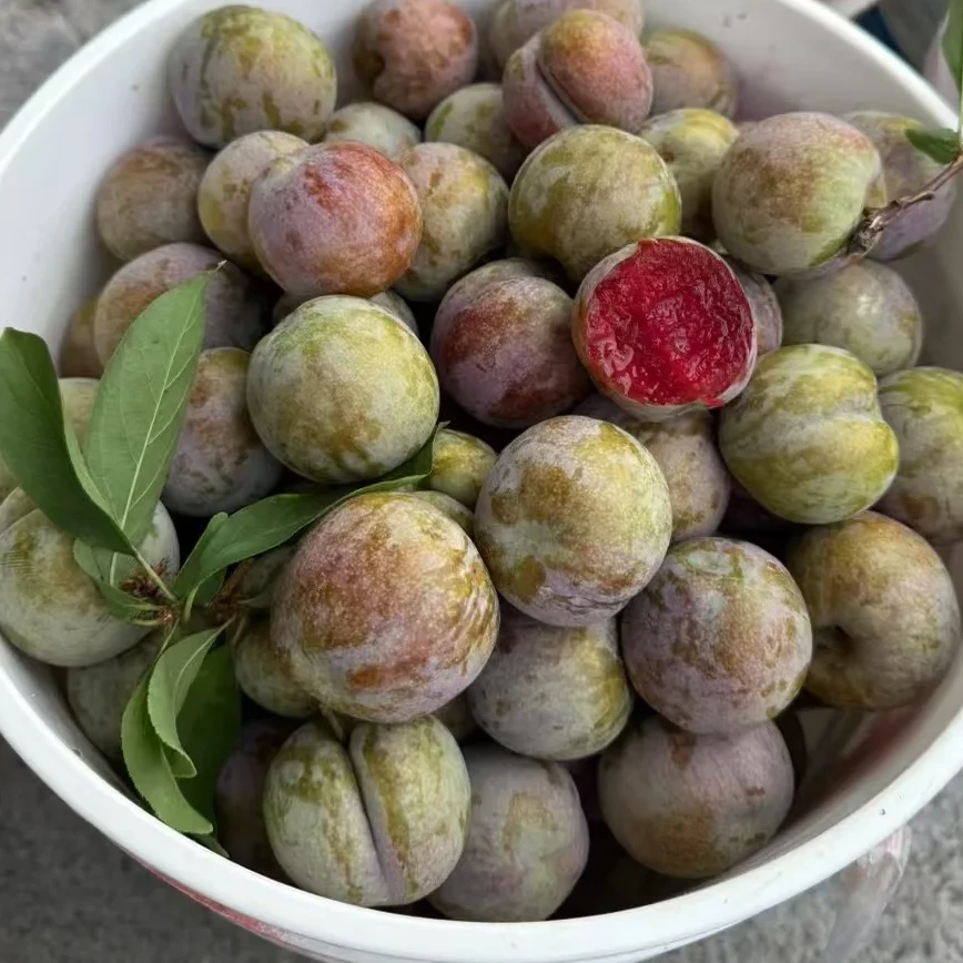 （精品大果）新鲜采摘李子正宗广东翁源红心三华李1斤（不送椒盐）