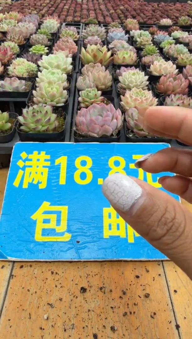 东云多肉园二店-84