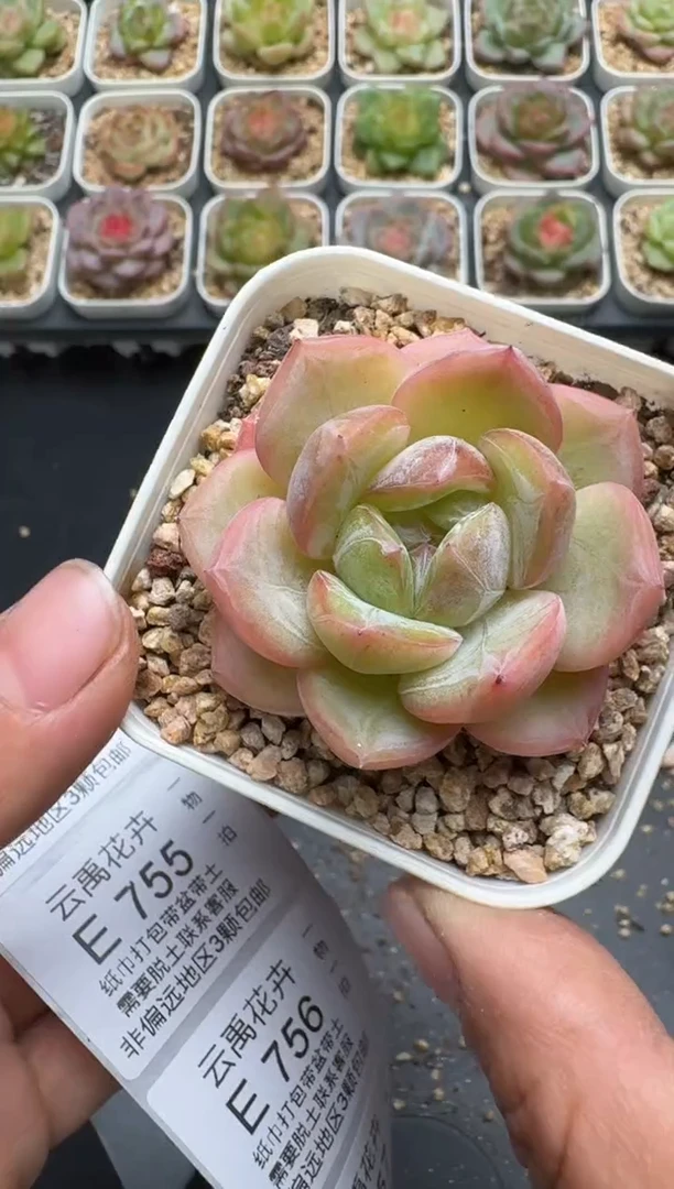 753E云禹多肉植物 带盆土纸巾打包 3颗包邮