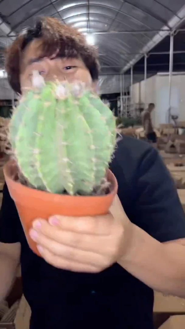 2颗 大号 席克氏彩草 8-11cm