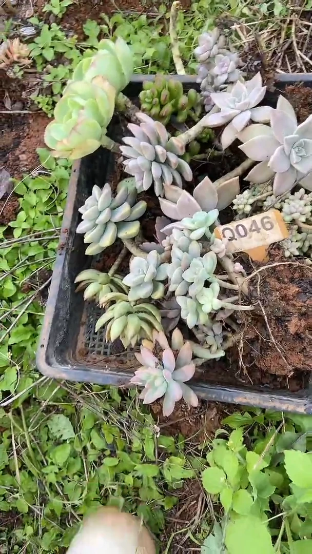 Q046地拍多肉枝头组合默认脱土发货