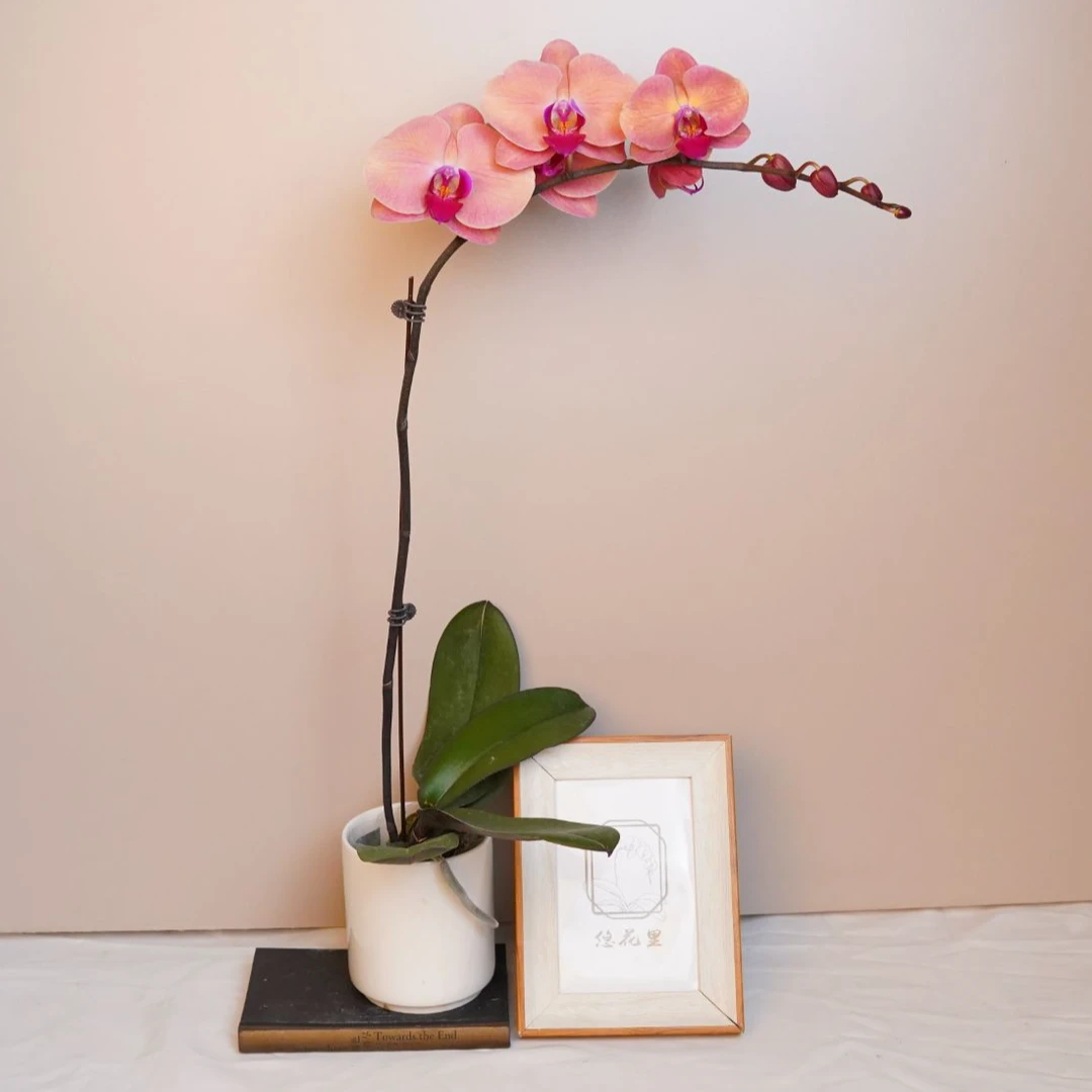 朝暮里蝴蝶兰（欣欣向荣-双）带花带花苞开花珠发货