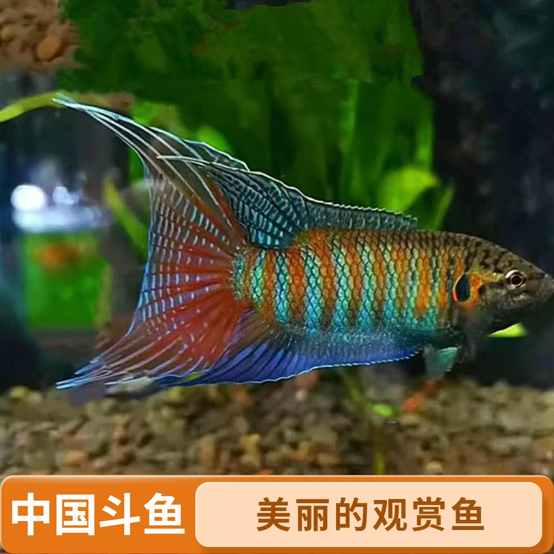 中国斗鱼野生普叉冷水原生鱼活体观赏鱼新手鱼缸好养耐活养花手巾