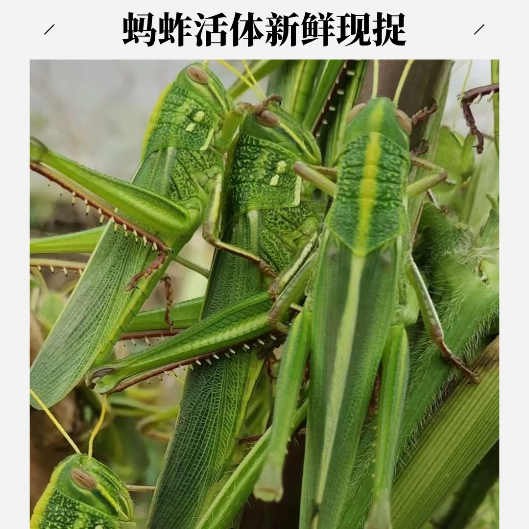 新鲜活体油蚂蚱速冻棉蝗蹬倒山