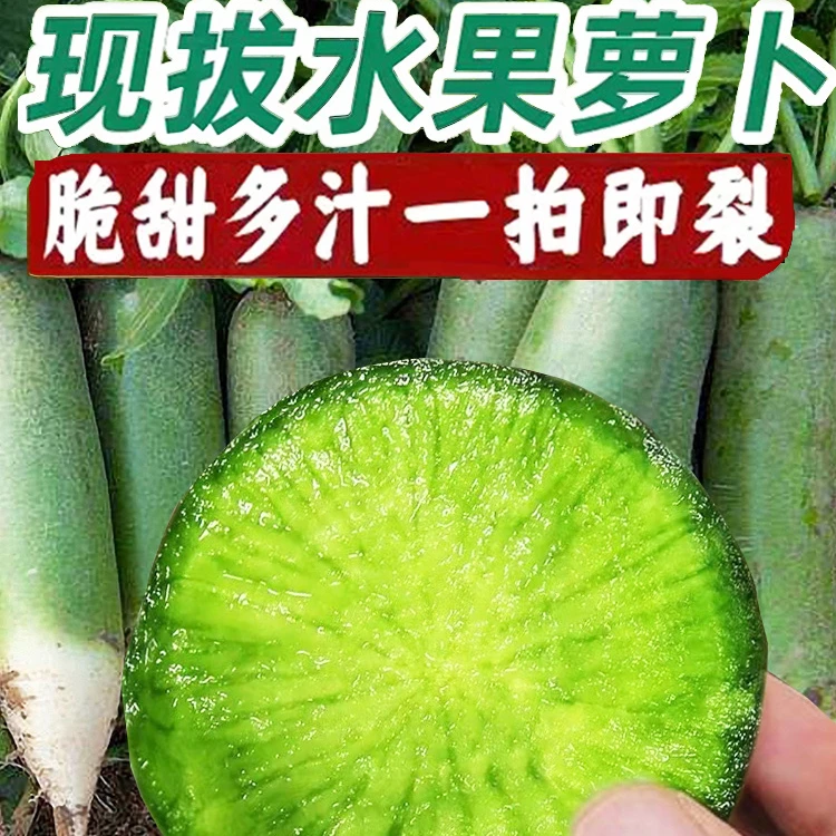 潍坊水果萝卜甜脆型生吃正宗萝卜新鲜青紫美人冰淇淋凤梨绿萝卜Z