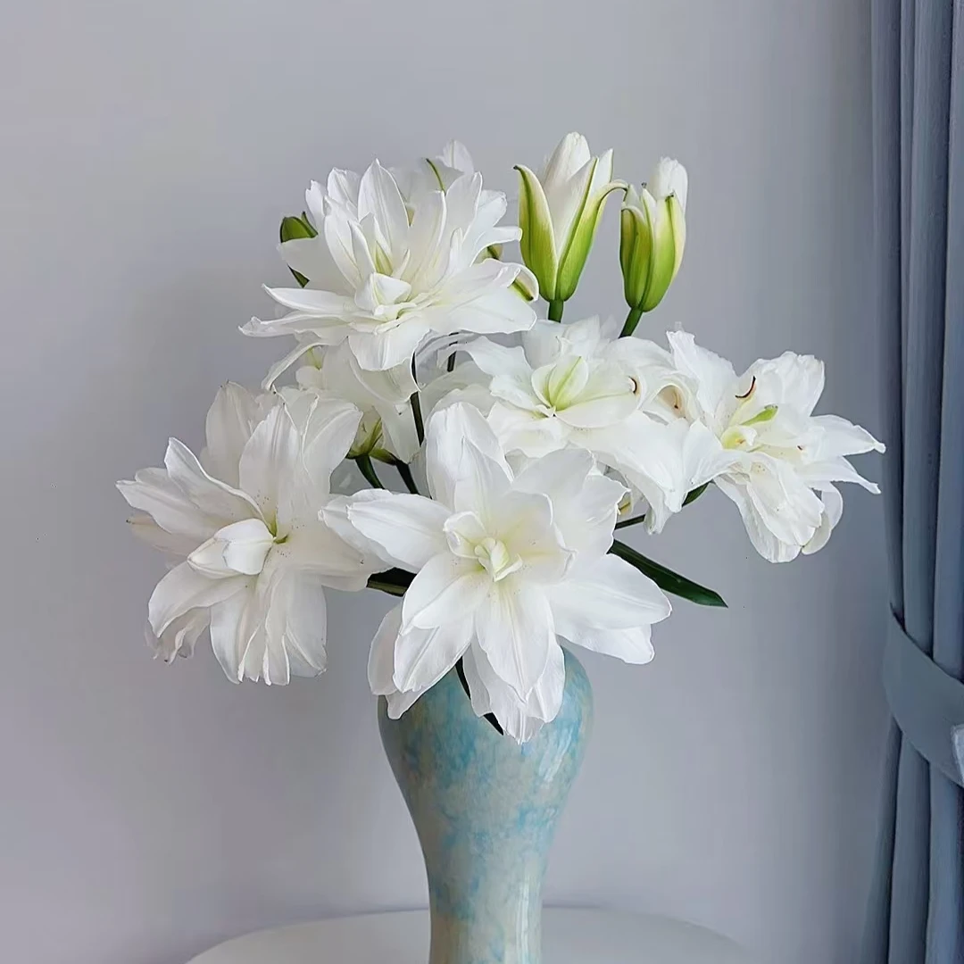 （莲花美人）重瓣百合东北鲜花原产地鲜花鲜切花顺丰包邮
