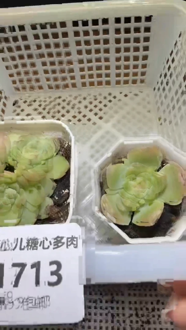 1713多肉植物多肉植物