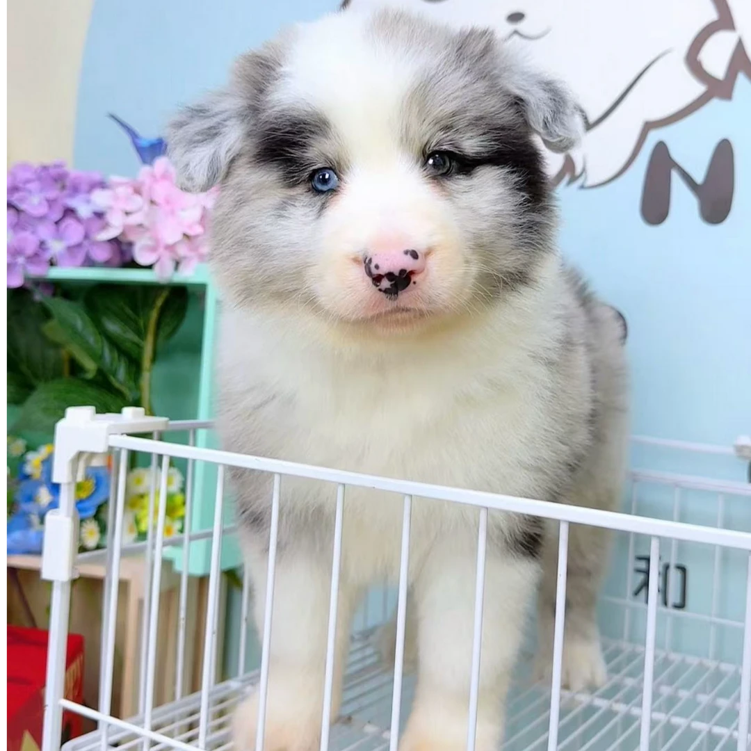 奶思家-陨石边牧公可爱弟弟01142021边境牧羊犬