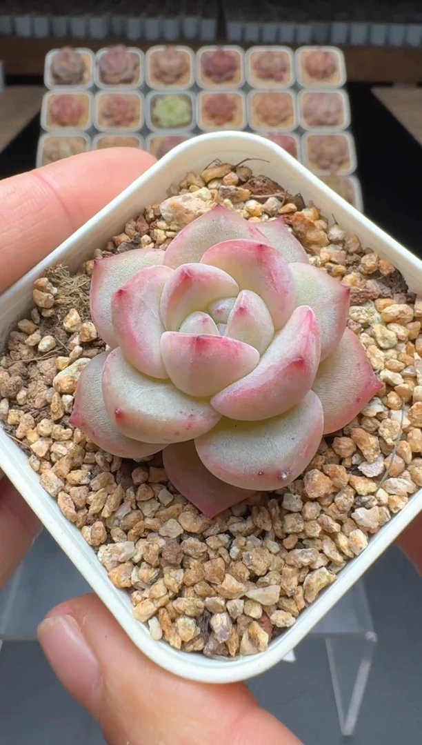 【闪购商品】881号 珍妮杂交多肉 花卉植物