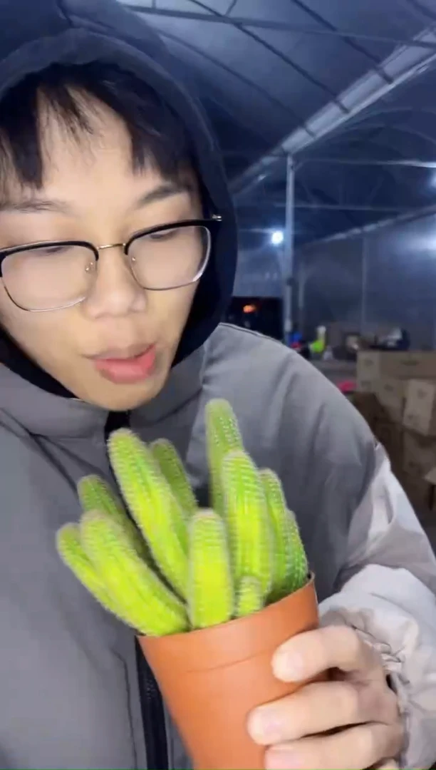 【闪购商品】维罗纳白檀