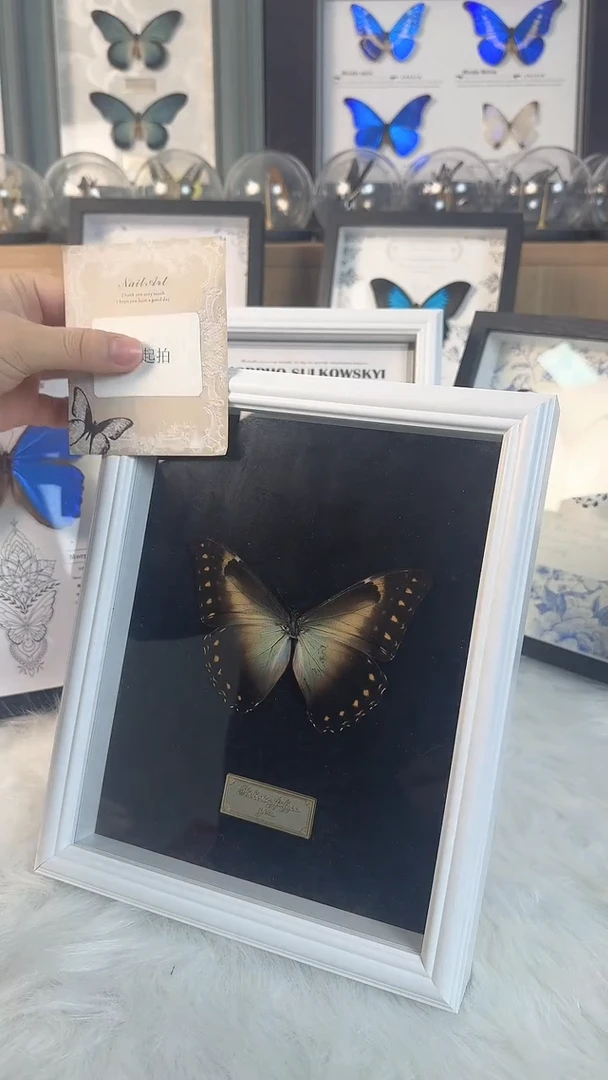 天然真实蝴蝶标本