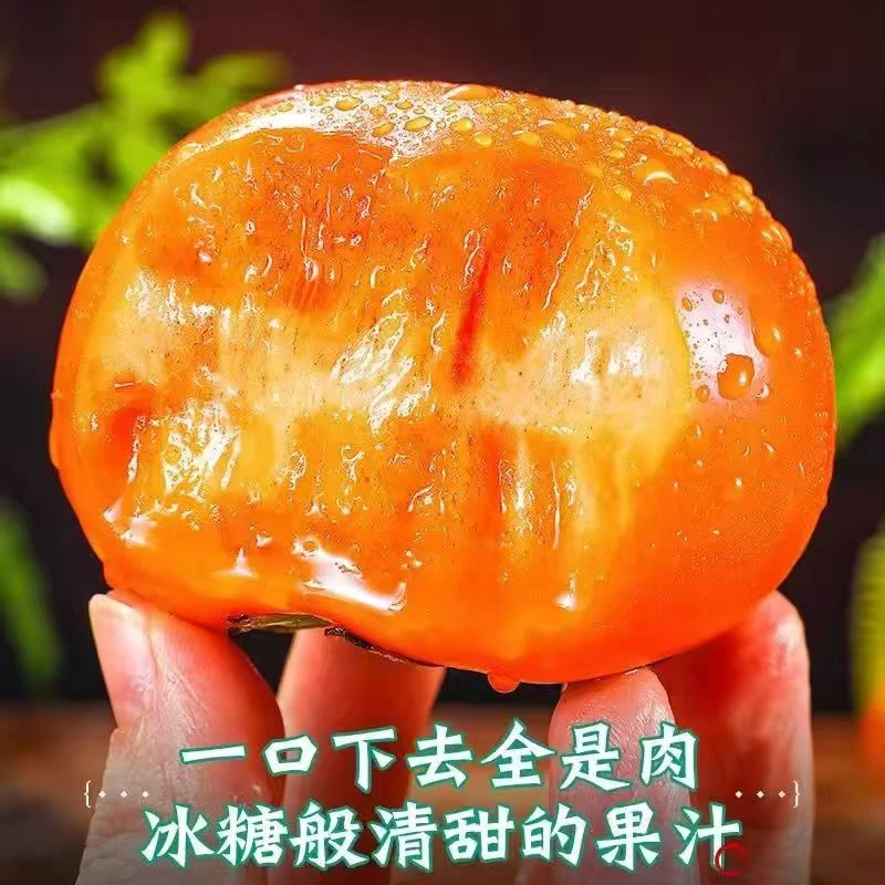 zl巧克力脆甜柿子新鲜现摘脆甜多汁无籽应季水果