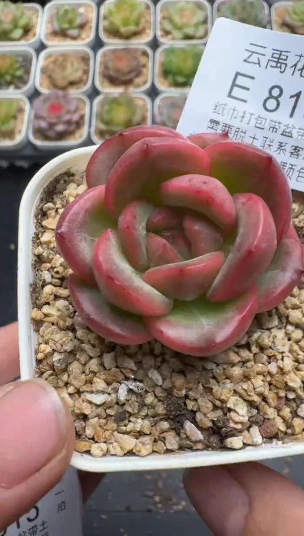 813E云禹多肉植物 带盆土纸巾打包 3颗包邮