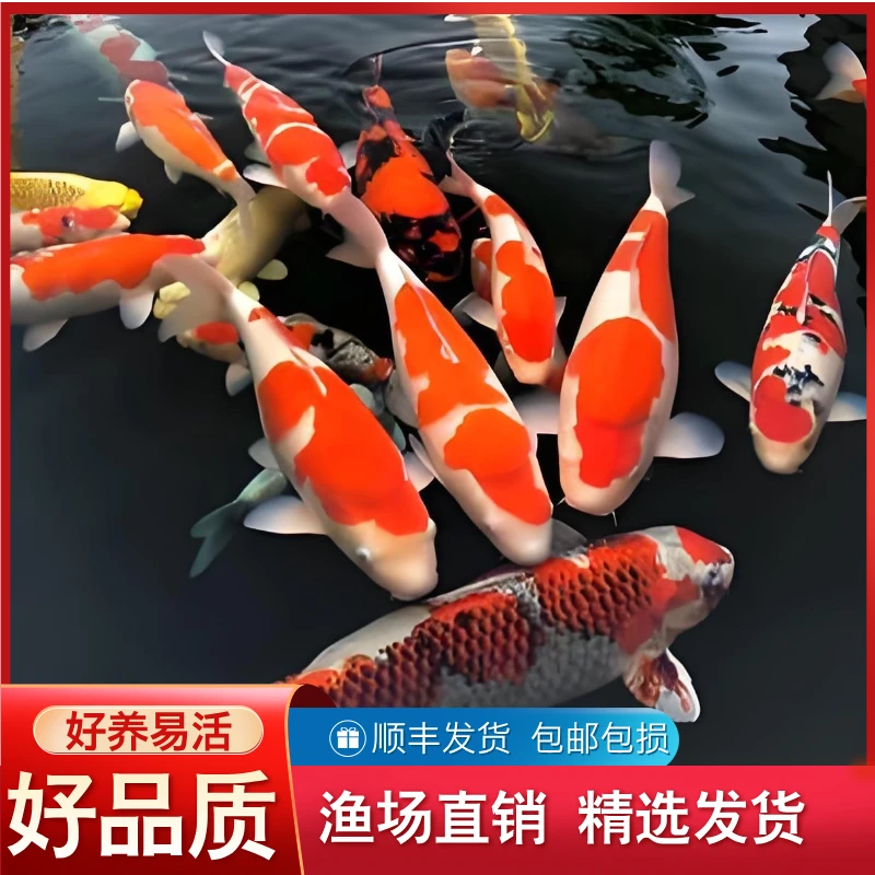 26-31锦鲤活鱼观赏鱼大型锦鲤鱼好养耐活冷水淡水鱼纯种锦鲤鱼